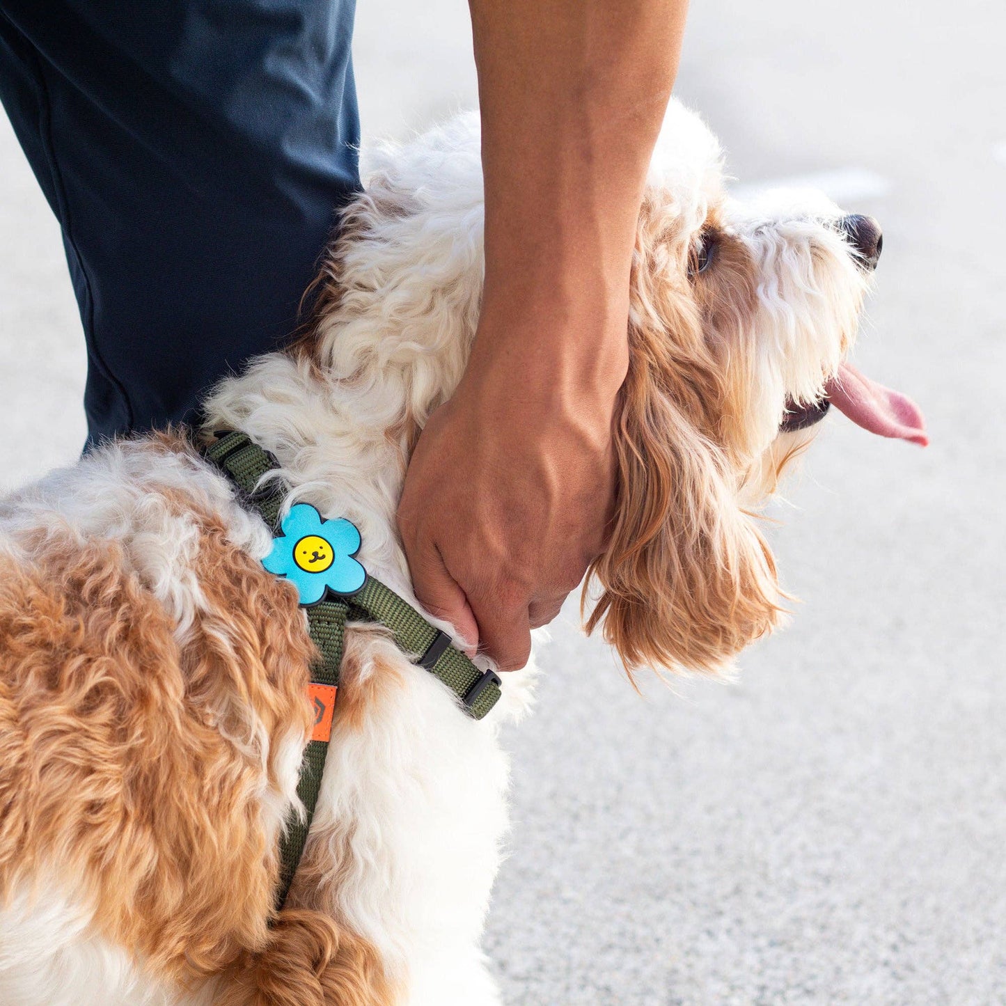 Daisy Dog Badge: White