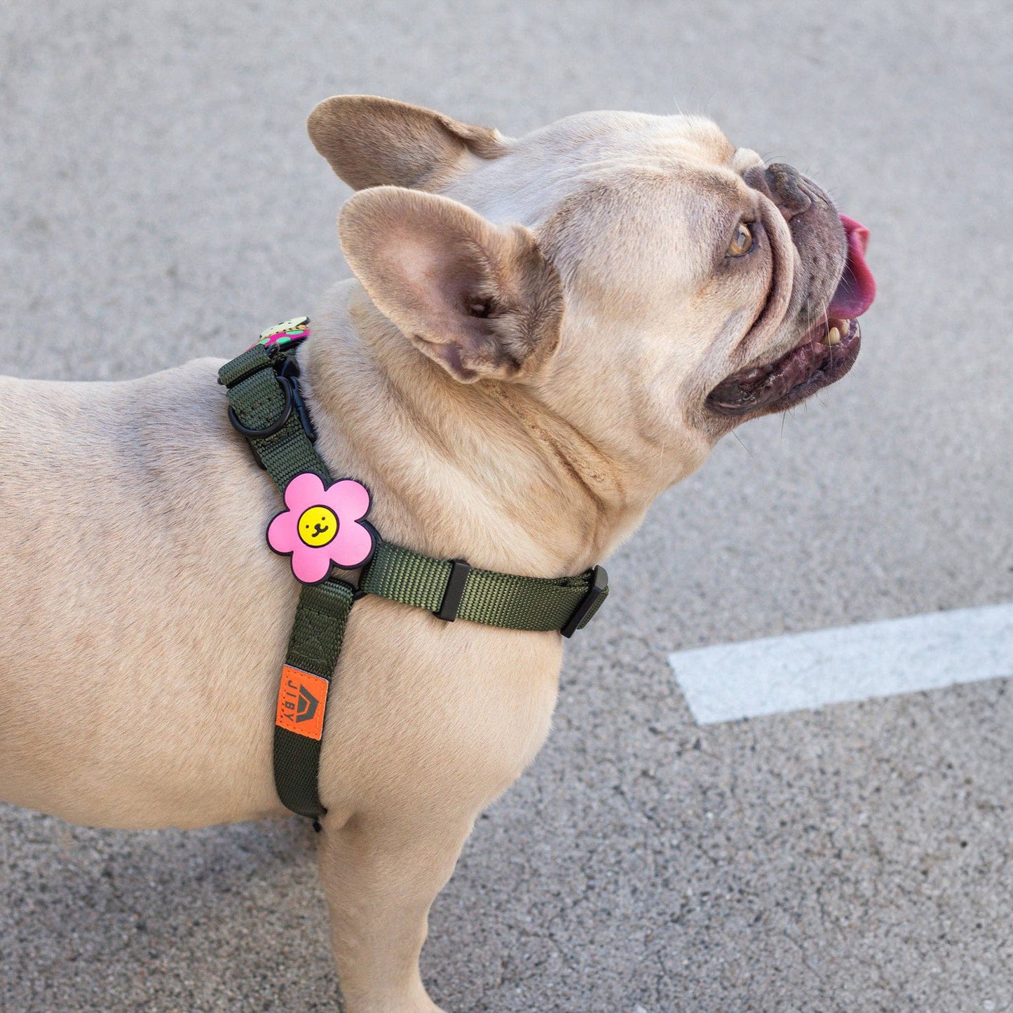 Daisy Dog Badge: White