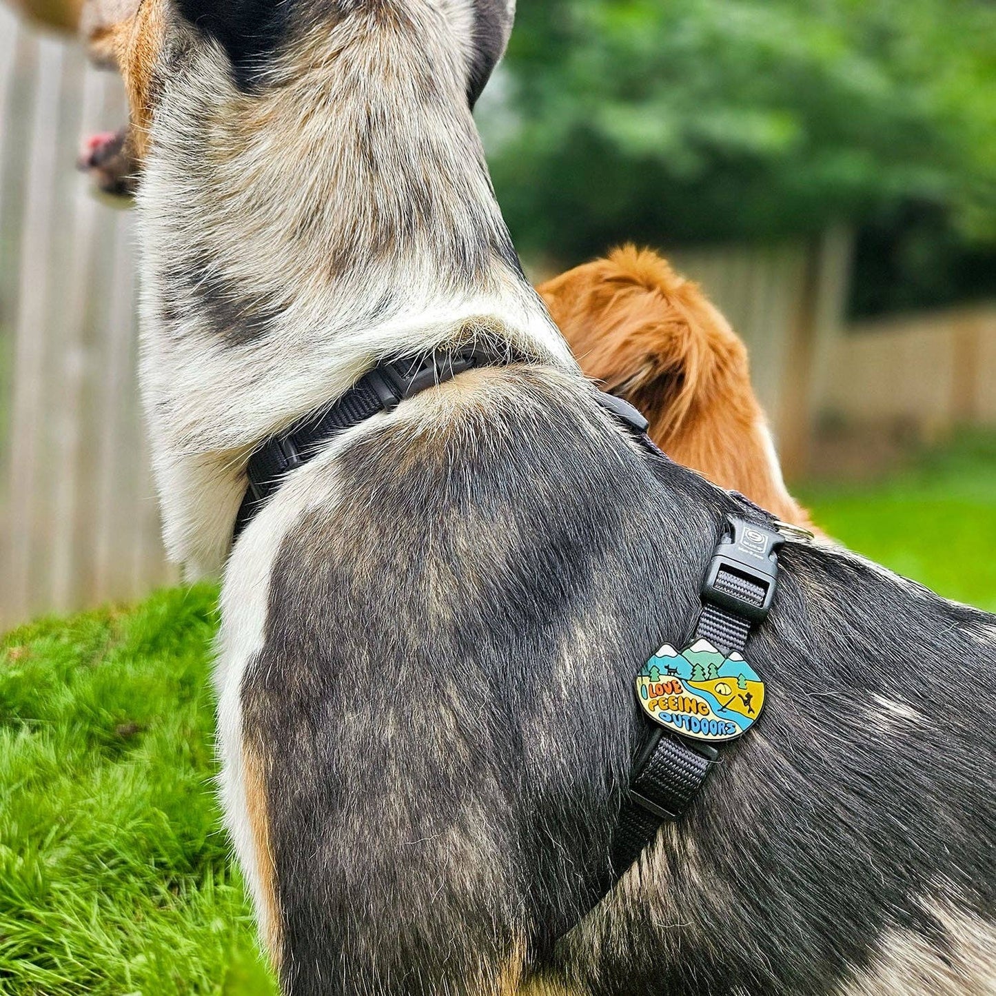 Outdoors Dog Badge