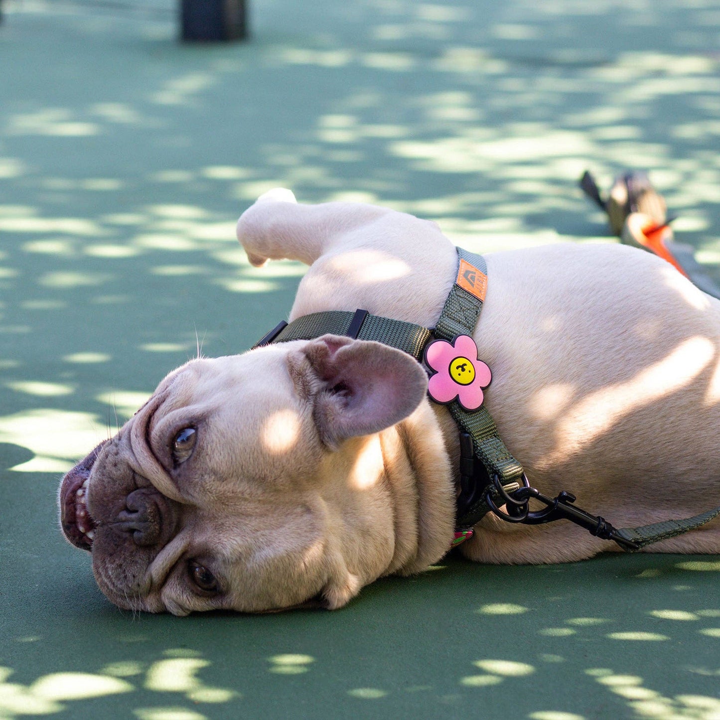 Daisy Dog Badge: Pink