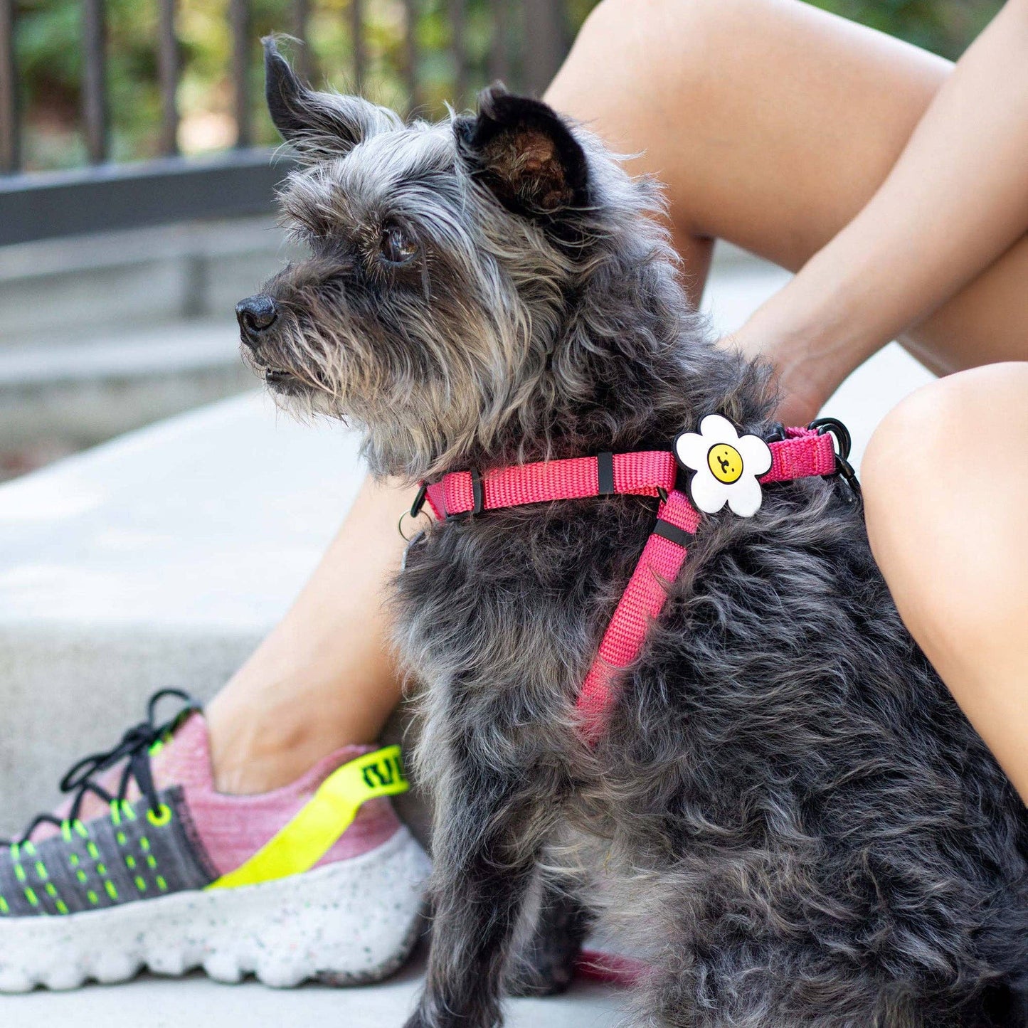 Daisy Dog Badge: Pink