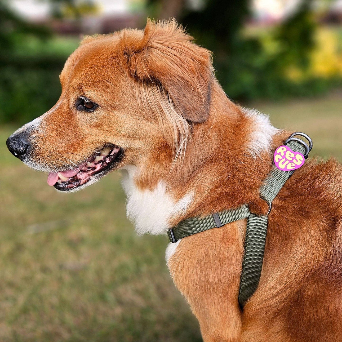 Rescue Dog Badge: Magenta