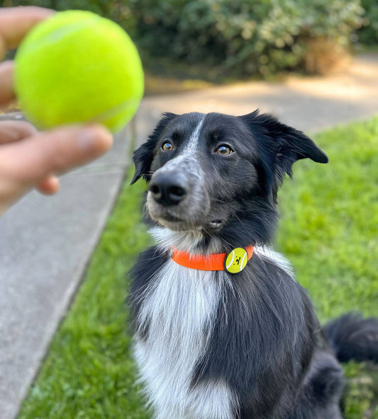 Tennis Ball Dog Badge