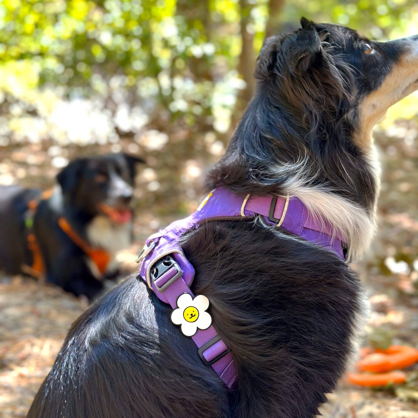 Daisy Dog Badge: Pink